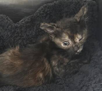 AUDREY -  Domestic Short Hair Cat for Adoption in Fort Lauderdale, Florida - AUDREY | PetCurious