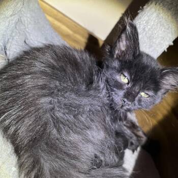 Smokey -  Domestic Short Hair Cat for Adoption in Pleasanton, California - Smokey | PetCurious