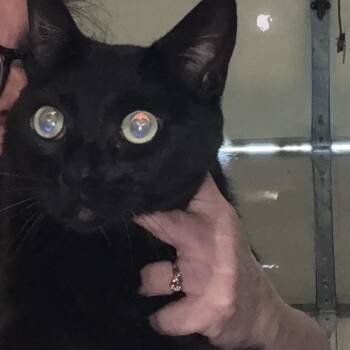 Domestic Short Hair Cats Available for Adoption in Granby, Missouri - Magnus | PetCurious