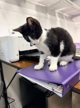 Panda -  Domestic Short Hair Cat for Adoption in Shrewsbury, Massachusetts - Panda | PetCurious