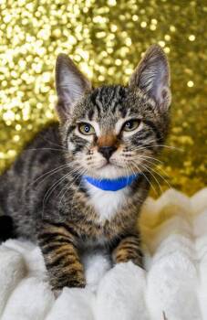 Stewie -  Domestic Short Hair Cat for Adoption in Yakima, Washington - Stewie | PetCurious