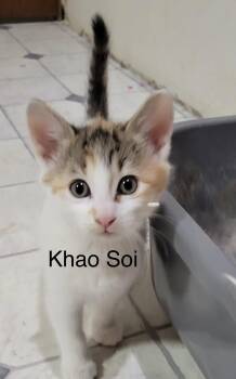 Khao Soi -  Domestic Short Hair Cat for Adoption in Buford, Georgia - Khao Soi | PetCurious
