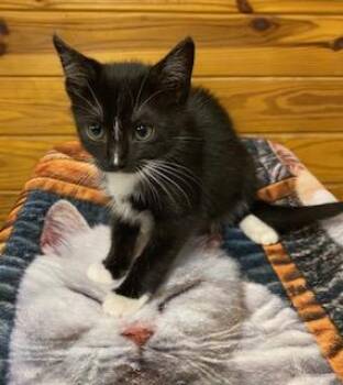 Fred Astaire -  Tuxedo Cat for Adoption in Southern Pines, North Carolina - Fred Astaire | PetCurious