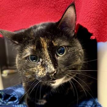 Rosie -  Domestic Short Hair Cat for Adoption in Lansing, Michigan - Rosie | PetCurious