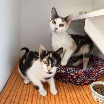 Domestic Short Hair Cats Available for Adoption - Corgi | PetCurious
