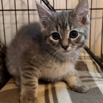 Rescue Domestic Short Hair Cats for Adoption in Tupelo, Mississippi - Chloe | PetCurious