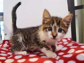 A922057 -  Domestic Short Hair Cat for Adoption in Sacramento, California - A922057 | PetCurious