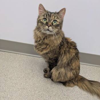 Domestic Long Hair Cats Available for Adoption in Royal Oak, Michigan - Claire | PetCurious