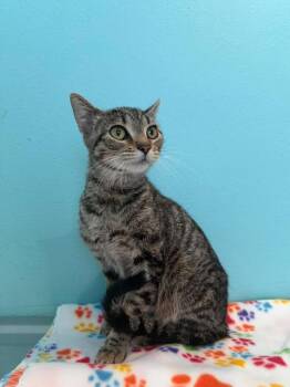 FF1 Rory -  Domestic Short Hair Cat for Adoption in Ashland, Wisconsin - FF1 Rory | PetCurious