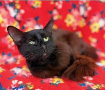 Domestic Medium Hair Cats Available for Adoption in Kansas City, Missouri - Ramona | PetCurious
