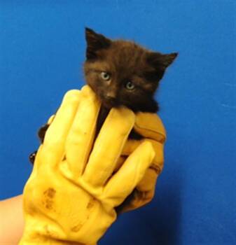 EENY -  Domestic Short Hair Cat for Adoption in Albuquerque, New Mexico - EENY | PetCurious