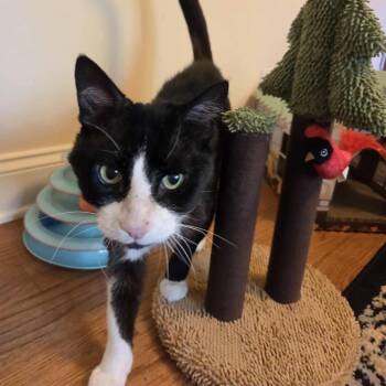 Rescue Domestic Short Hair Cats for Adoption in Chicago, Illinois - Walter | PetCurious