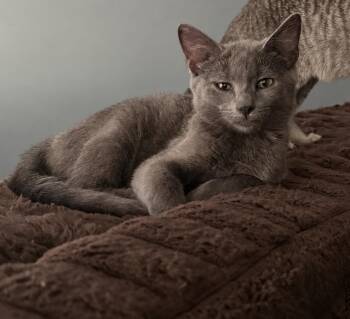 Cloud -  Domestic Short Hair Cat for Adoption in Maineville, Ohio - Cloud | PetCurious