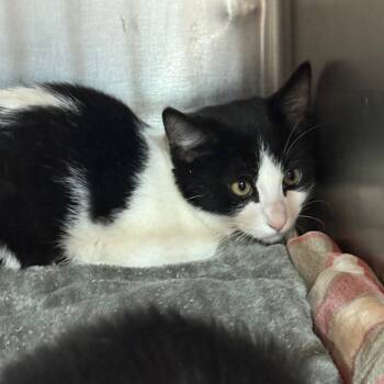 Rescue Domestic Short Hair Cats for Adoption in Garfield, Arkansas - Orca | PetCurious