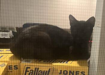 Rice crispies -  Domestic Short Hair Cat for Adoption in Walled Lake, Michigan - Rice Crispies | PetCurious