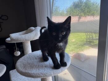 Bombay and Domestic Short Hair Cats Available for Adoption in Wyandotte, Michigan - Sylvie | PetCurious