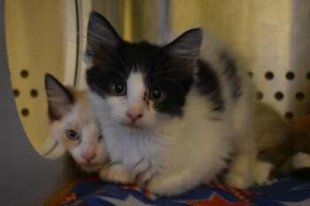 Nerd Cluster -  Domestic Long Hair and Domestic Short Hair Cat for Adoption in Kansas City, Missouri - Nerd Cluster | PetCurious