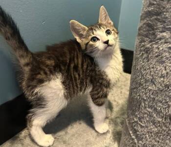 Domestic Short Hair Cats Available for Adoption in Santa Clara, California - BUTTERCUP | PetCurious