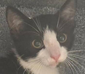 Oreo -  Domestic Short Hair Cat for Adoption in Brenham, Texas - Oreo | PetCurious