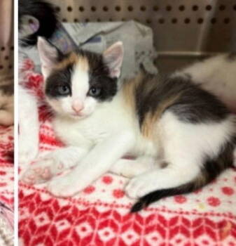 Rescue Domestic Short Hair Cats for Adoption in Ocean Township, New Jersey - LUISA ~ Adorable! | PetCurious