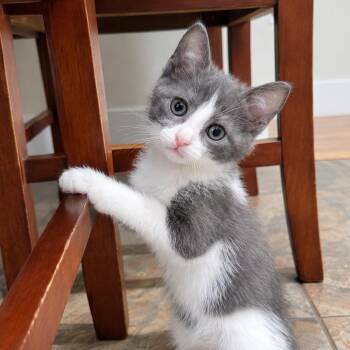 Prada -  Domestic Short Hair Cat for Adoption in Los Angeles, California - Prada | PetCurious