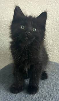 Domestic Long Hair Cats Available for Adoption in Campbell, California - Poppy | PetCurious