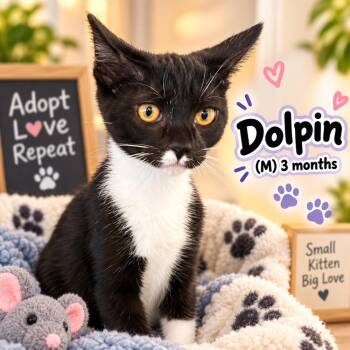 Dolphin -  Domestic Short Hair Cat for Adoption in Southbury, Connecticut - Dolphin | PetCurious