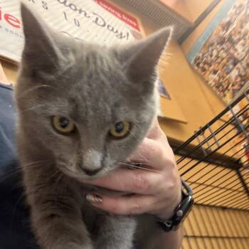 Seville -  Domestic Short Hair Cat for Adoption in Harrisonburg, Virginia - Seville | PetCurious