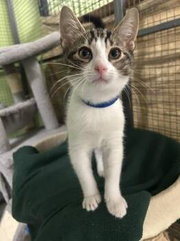 Pasteque -  Domestic Short Hair Cat for Adoption in Muskegon, Michigan - Pasteque | PetCurious