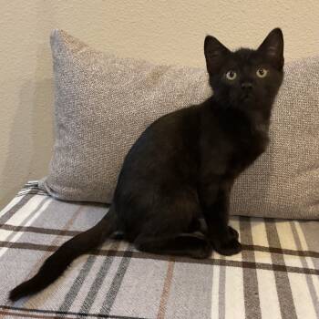 Rescue Domestic Short Hair Cats for Adoption in Westminster, California - Master Splinter | PetCurious
