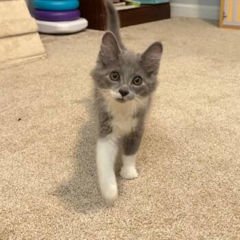 Chai -  Domestic Medium Hair Cat for Adoption in La Grange, Kentucky - Chai | PetCurious