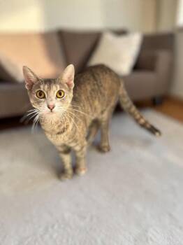 SeaSmoke -  Domestic Short Hair Cat for Adoption in Champaign, Illinois - SeaSmoke | PetCurious