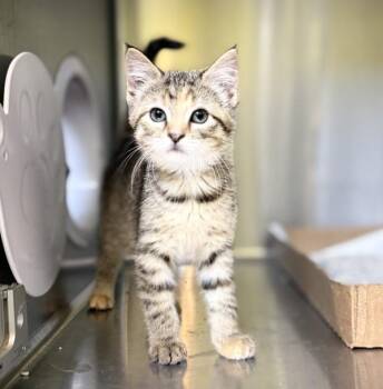 Karma -  Domestic Short Hair Cat for Adoption in Sioux City, Iowa - Karma | PetCurious