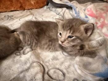 Domestic Short Hair Cats Available for Adoption in Chicago, Illinois - Olive | PetCurious