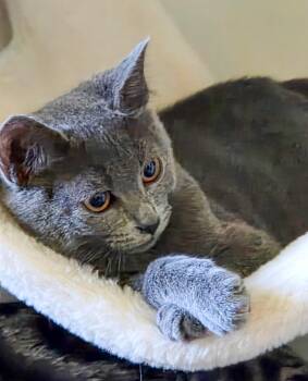 Ophelia -  Domestic Short Hair Cat for Adoption in Columbia, South Carolina - Ophelia | PetCurious