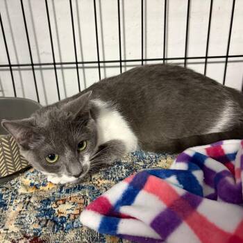 Bonnie -  Domestic Short Hair Cat for Adoption in Pleasanton, California - Bonnie | PetCurious