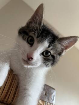 Domestic Short Hair Cats Available for Adoption in Trenton, New Jersey - Mustang | PetCurious