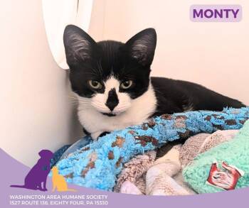 Rescue Domestic Short Hair Cats for Adoption in Eighty Four, Pennsylvania - Monty | PetCurious