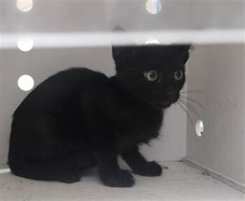 PAT -  Domestic Short Hair Cat for Adoption in Santa Fe, New Mexico - PAT | PetCurious