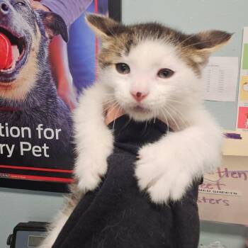 Yara -  Domestic Long Hair Cat for Adoption in Edwardsville, Illinois - Yara | PetCurious