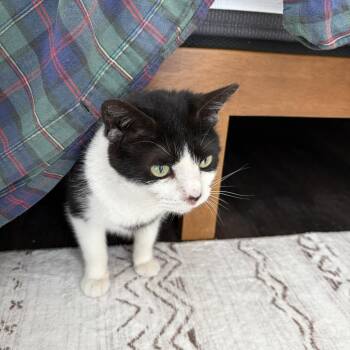 Sprinkles -  Domestic Short Hair Cat for Adoption in Chicago, Illinois - Sprinkles | PetCurious