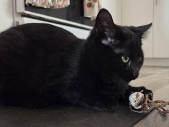 Domestic Short Hair Cats Available for Adoption - Samuel (collier Rouge) | PetCurious