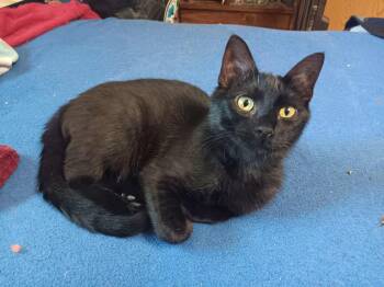 FREDDY -  Domestic Short Hair and Bombay Cat for Adoption in Andover, Kansas - FREDDY | PetCurious