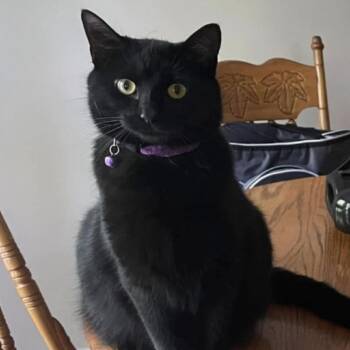 Domestic Short Hair Cats Available for Adoption in Lynchburg, Virginia - Maleficent | PetCurious