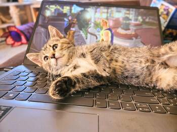 Zinnia -  Calico and Domestic Short Hair Cat for Adoption in Georgetown, Kentucky - Zinnia | PetCurious