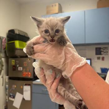 White -  Domestic Medium Hair Cat for Adoption in Charleston, West Virginia - White | PetCurious