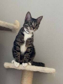 Rescue Domestic Short Hair Cats for Adoption in Warner Robins, Georgia - Wednesday | PetCurious