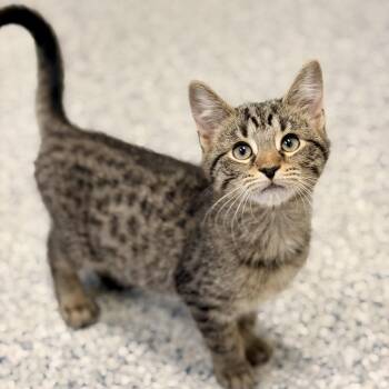 Sheldon -  Domestic Short Hair Cat for Adoption in Stafford Township, New Jersey - Sheldon | PetCurious