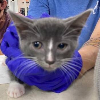 Marnie -  Domestic Short Hair Cat for Adoption in Beatrice, Nebraska - Marnie | PetCurious