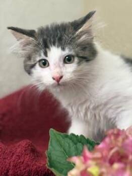 Rescue Tabby and Domestic Medium Hair Cats for Adoption in Parlier, California - Theodore | PetCurious